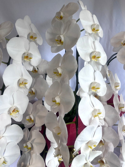 胡蝶蘭 白5本立ち(つぼみを含む50輪以上) オープン記念送料・立札無料