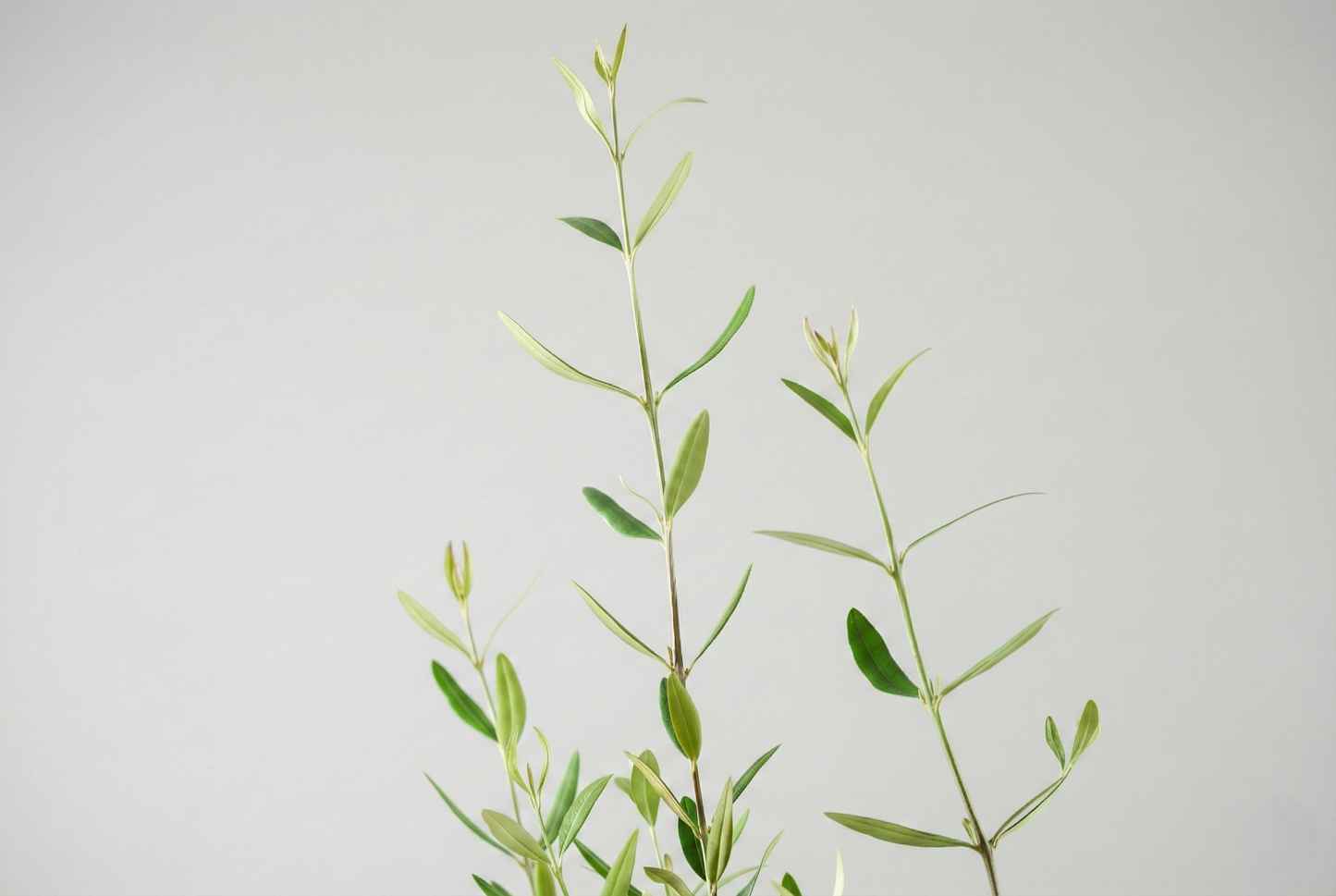 オリーブ(8号)+カゴ(8号)