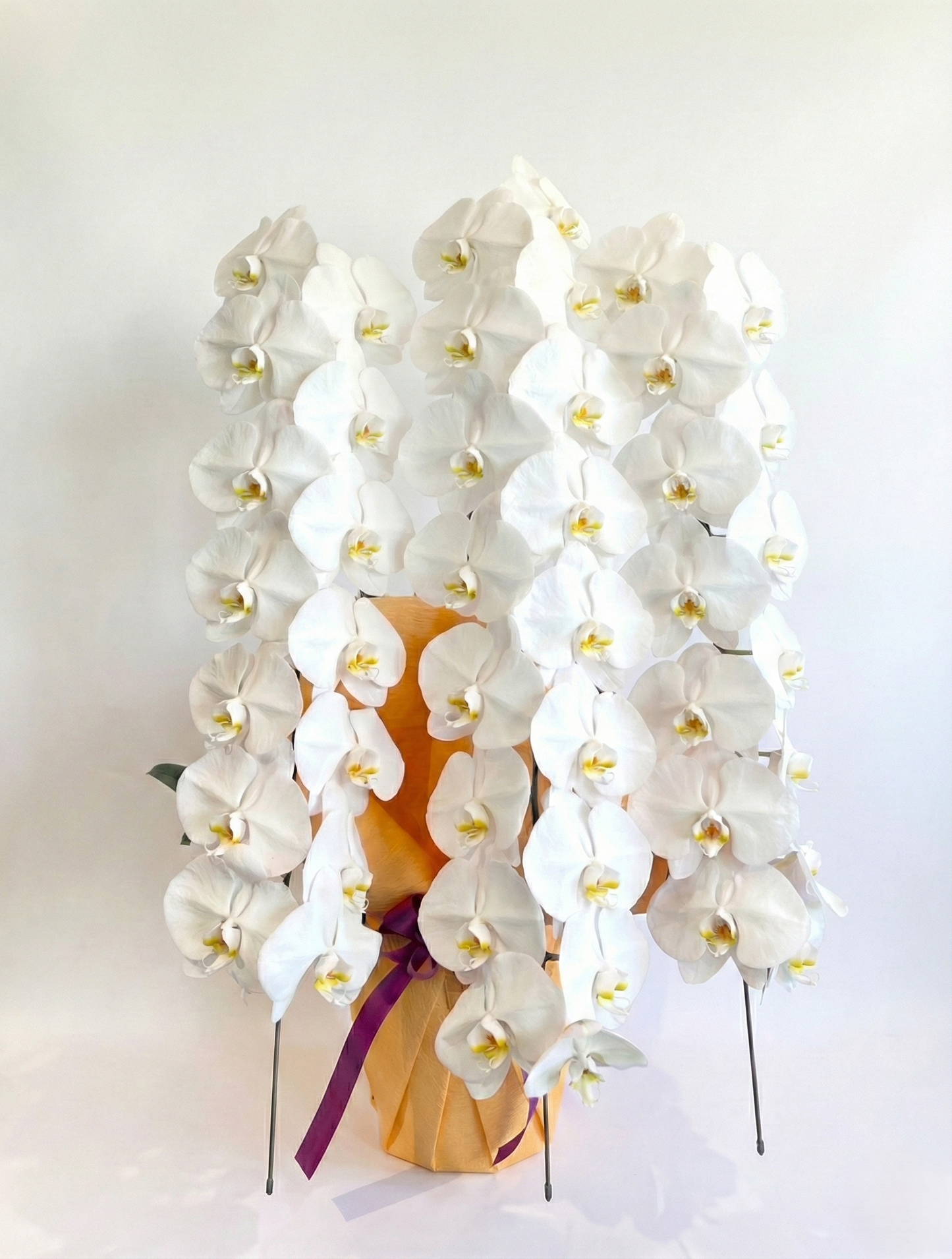 胡蝶蘭 白3本立ち(開花輪白30以上)オープン記念送料・立札無料