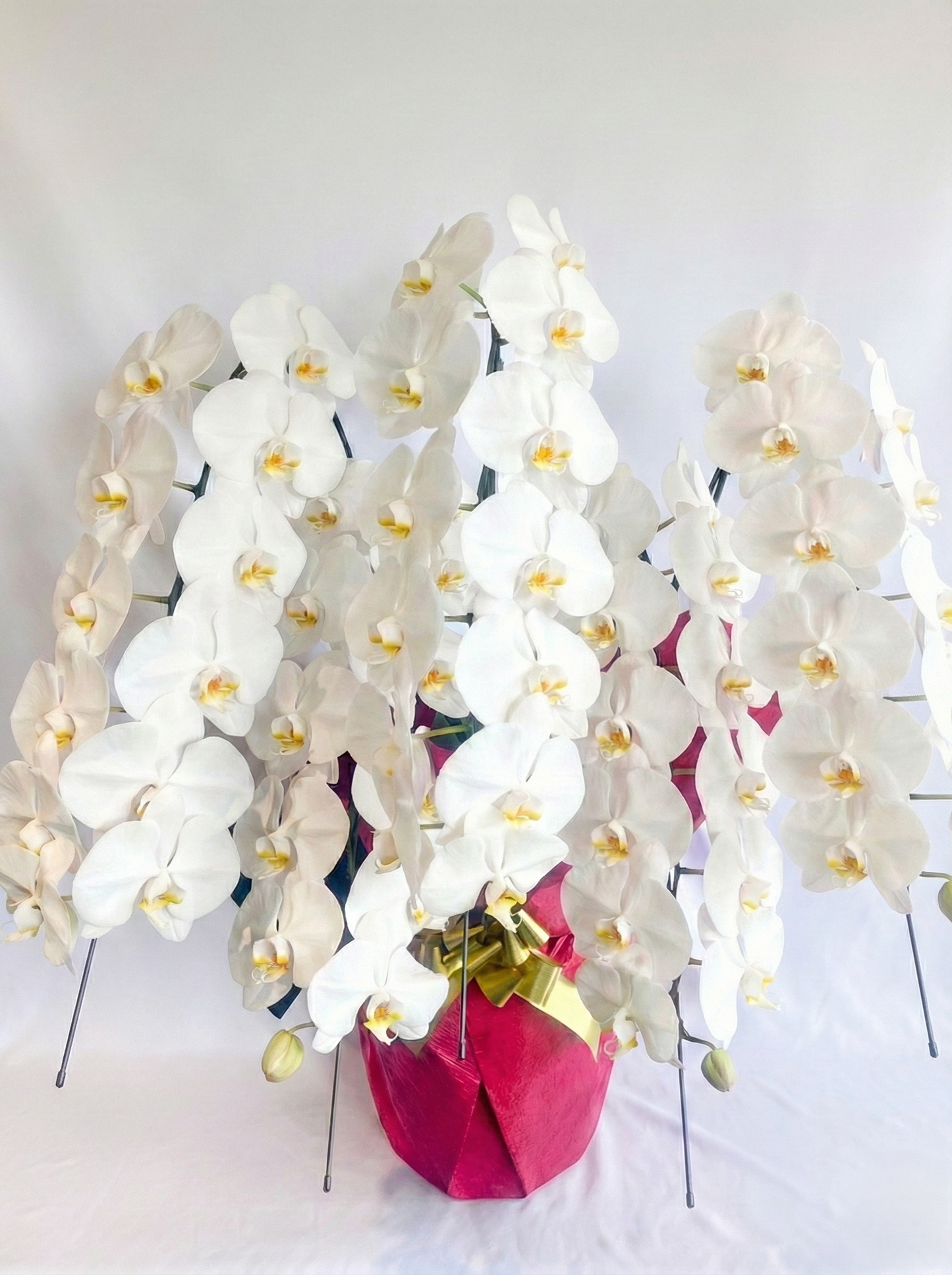 胡蝶蘭 白5本立ち(つぼみを含む50輪以上) オープン記念送料・立札無料