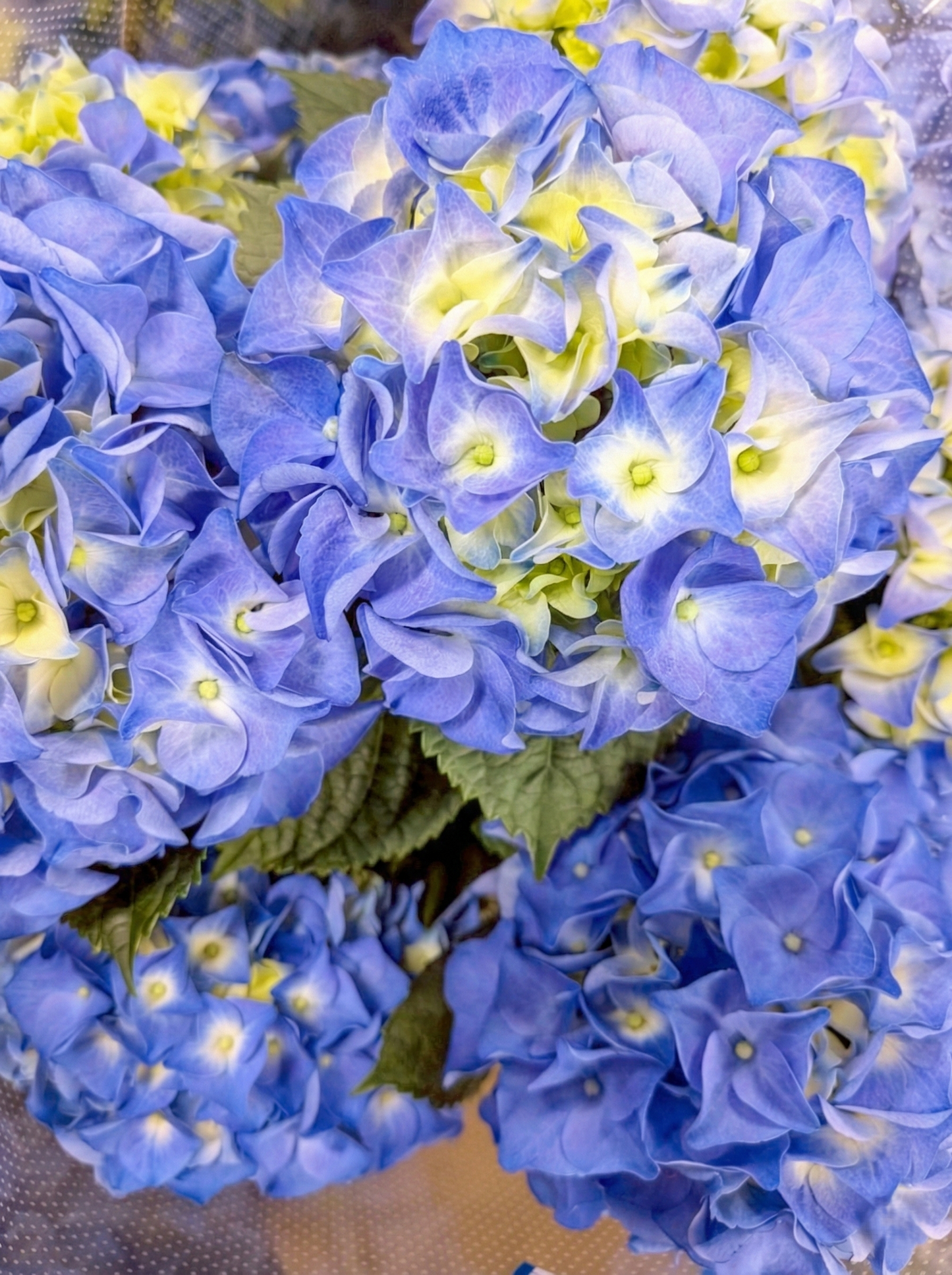 【母の日】お任せ紫陽花