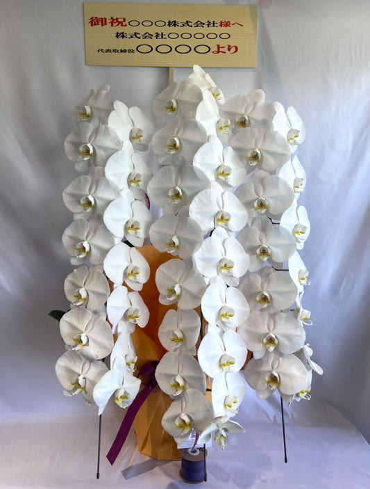 胡蝶蘭 白3本立ち(開花輪白30以上)オープン記念送料・立札無料