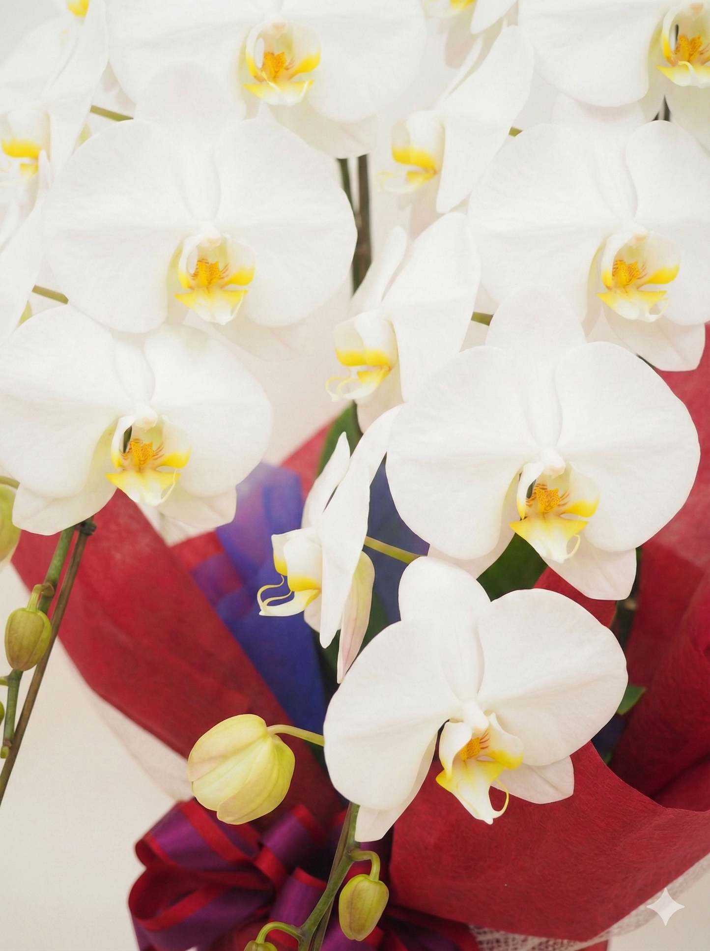 胡蝶蘭　白 3本立ち 35輪〜40輪前後