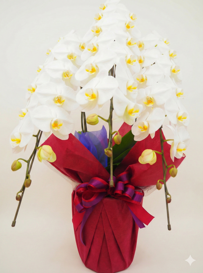 胡蝶蘭　白 3本立ち 35輪〜40輪前後