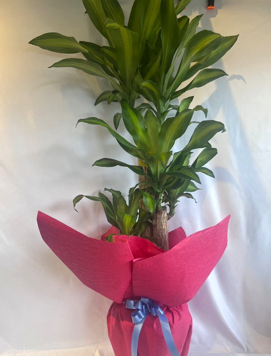 お任せギフト（株式会社スワン）