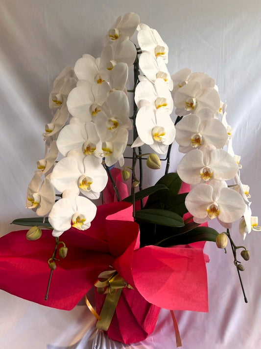 胡蝶蘭　白3本立ち（開花輪白24以上）オープン記念送料・立札無料