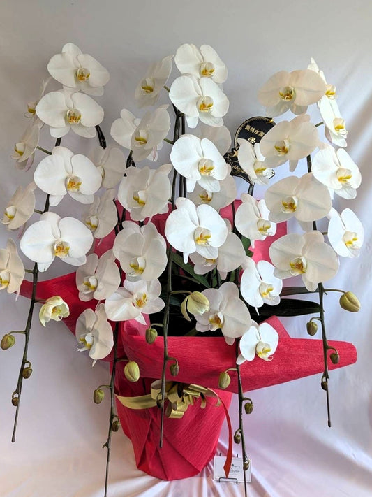 胡蝶蘭　白3本立ち（開花輪白24以上）オープン記念送料・立札無料