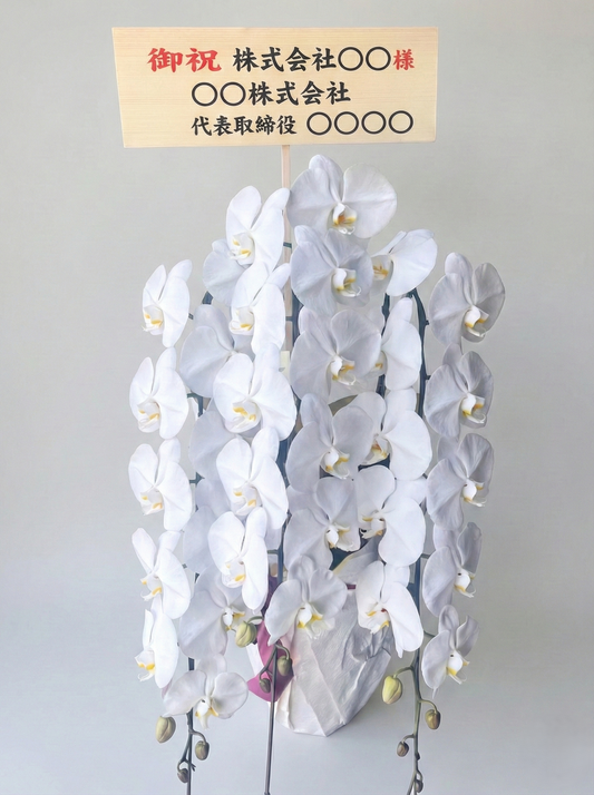 胡蝶蘭　白3本立ち