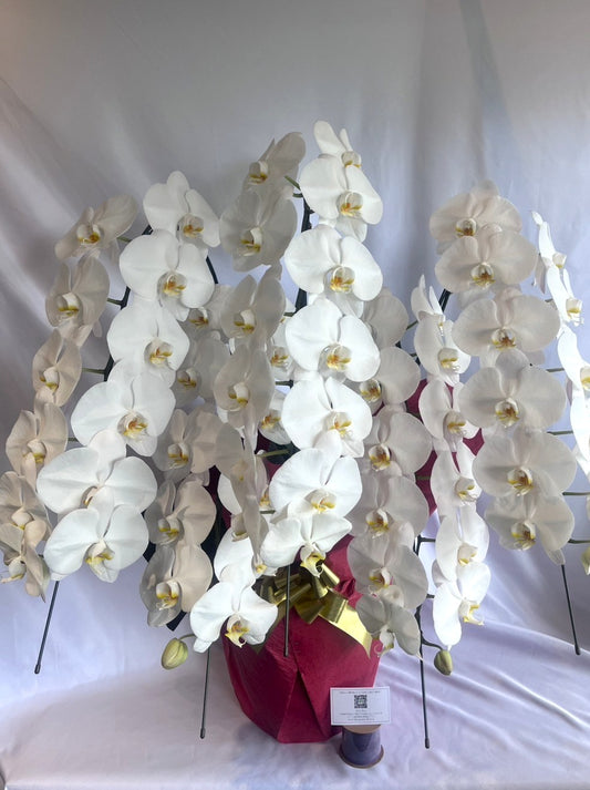 胡蝶蘭　白5本立ち（つぼみを含む50輪以上） オープン記念送料・立札無料