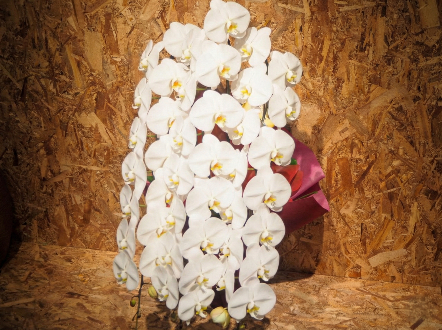 胡蝶蘭　白5本立ち　50輪〜58輪前後