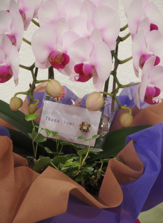 父の日セット ミニ胡蝶蘭＆タイピン