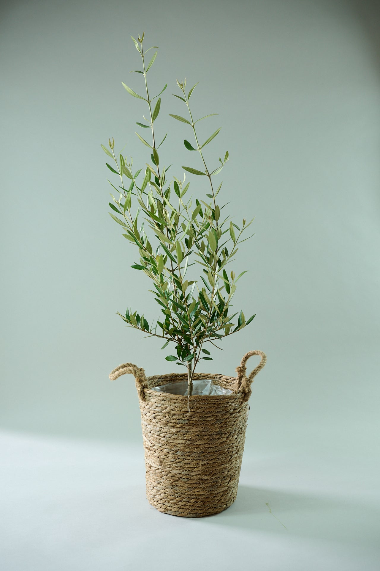 オリーブ（○号）＋カゴ（○号）