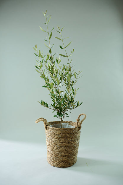 オリーブ（○号）＋カゴ（○号）