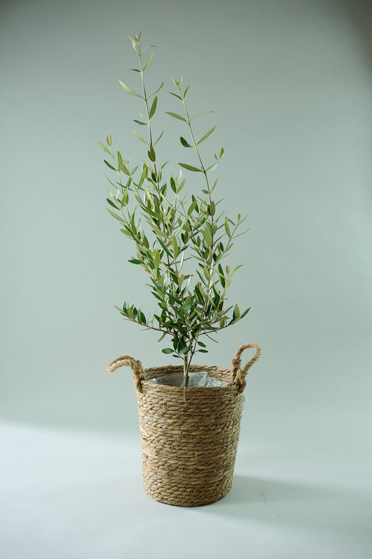 オリーブ（○号）＋カゴ（○号）