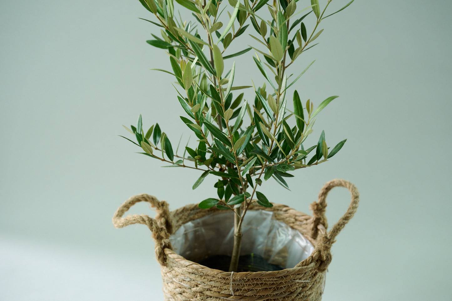 オリーブ（○号）＋カゴ（○号）