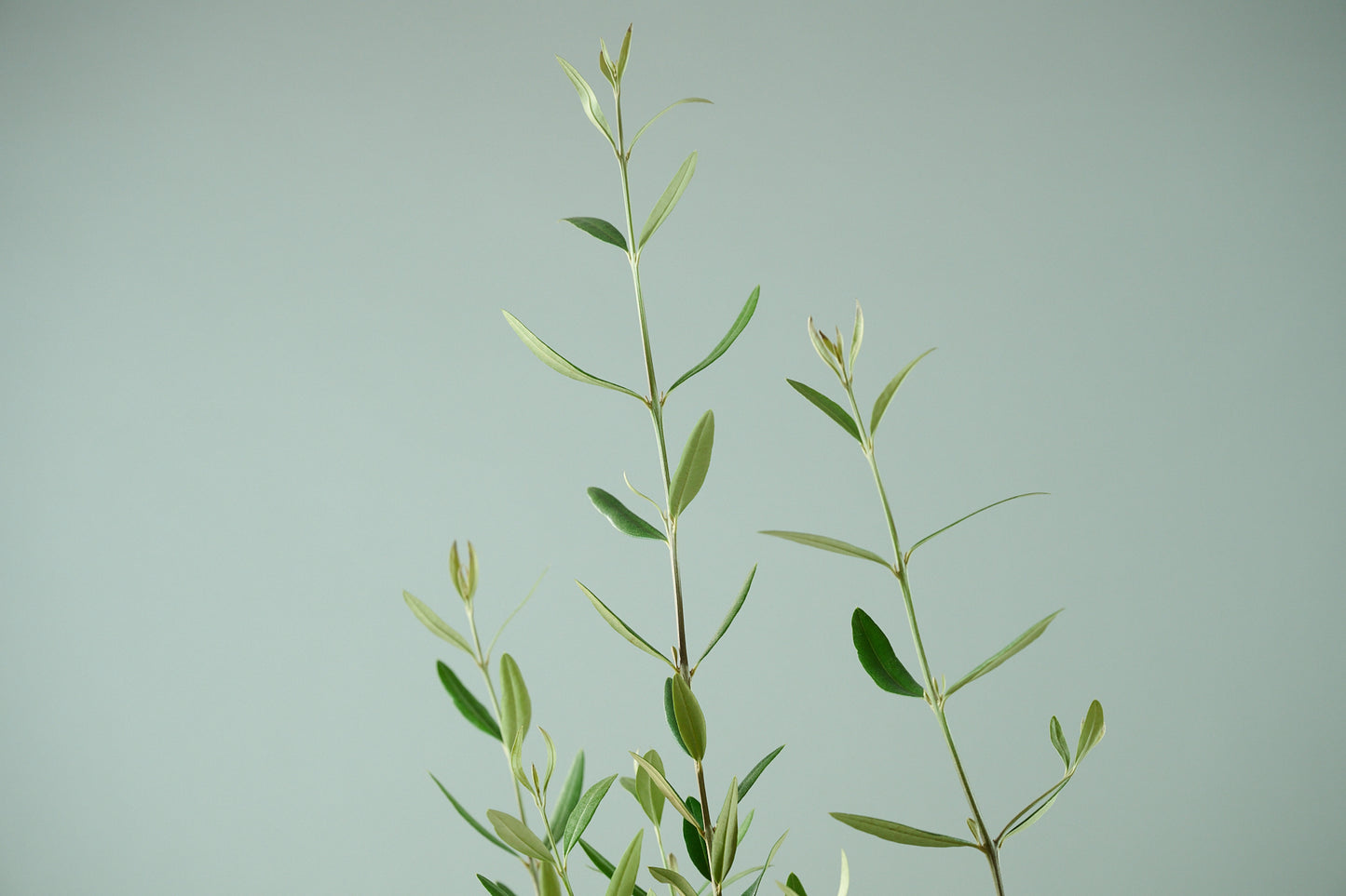 オリーブ（○号）＋カゴ（○号）