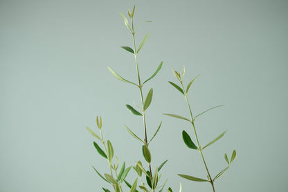 オリーブ（○号）＋カゴ（○号）