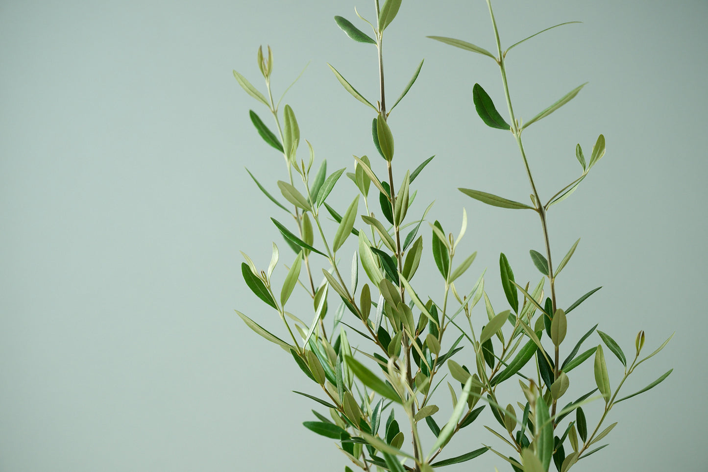 オリーブ（○号）＋カゴ（○号）