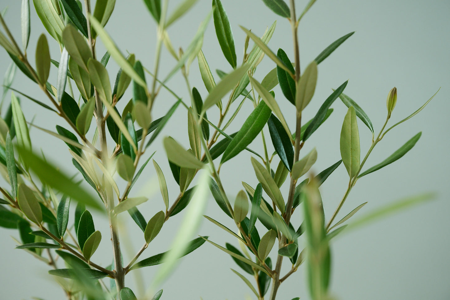 オリーブ（○号）＋カゴ（○号）