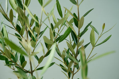 オリーブ（○号）＋カゴ（○号）