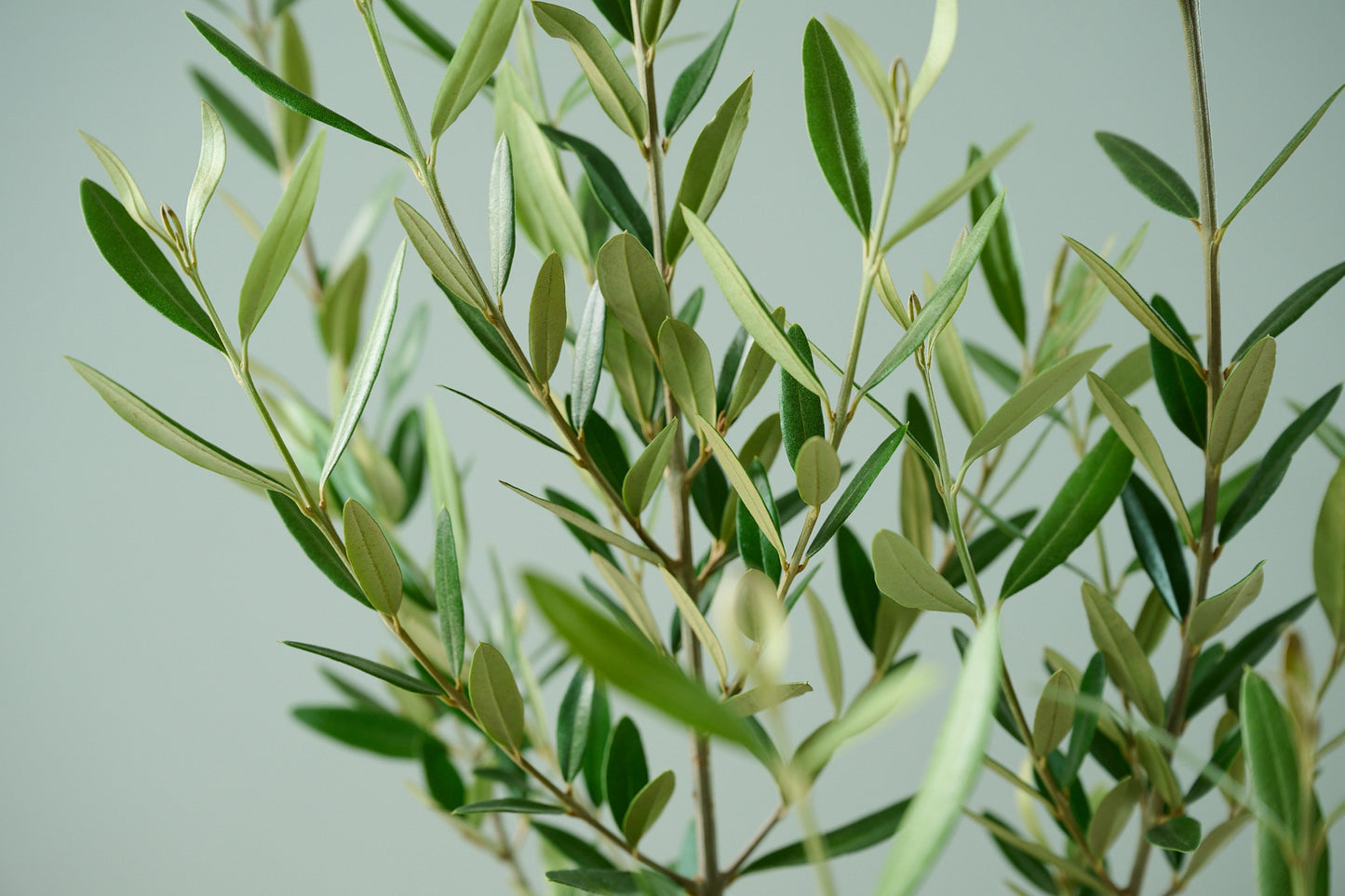 オリーブ（○号）＋カゴ（○号）