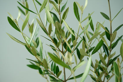 オリーブ（○号）＋カゴ（○号）