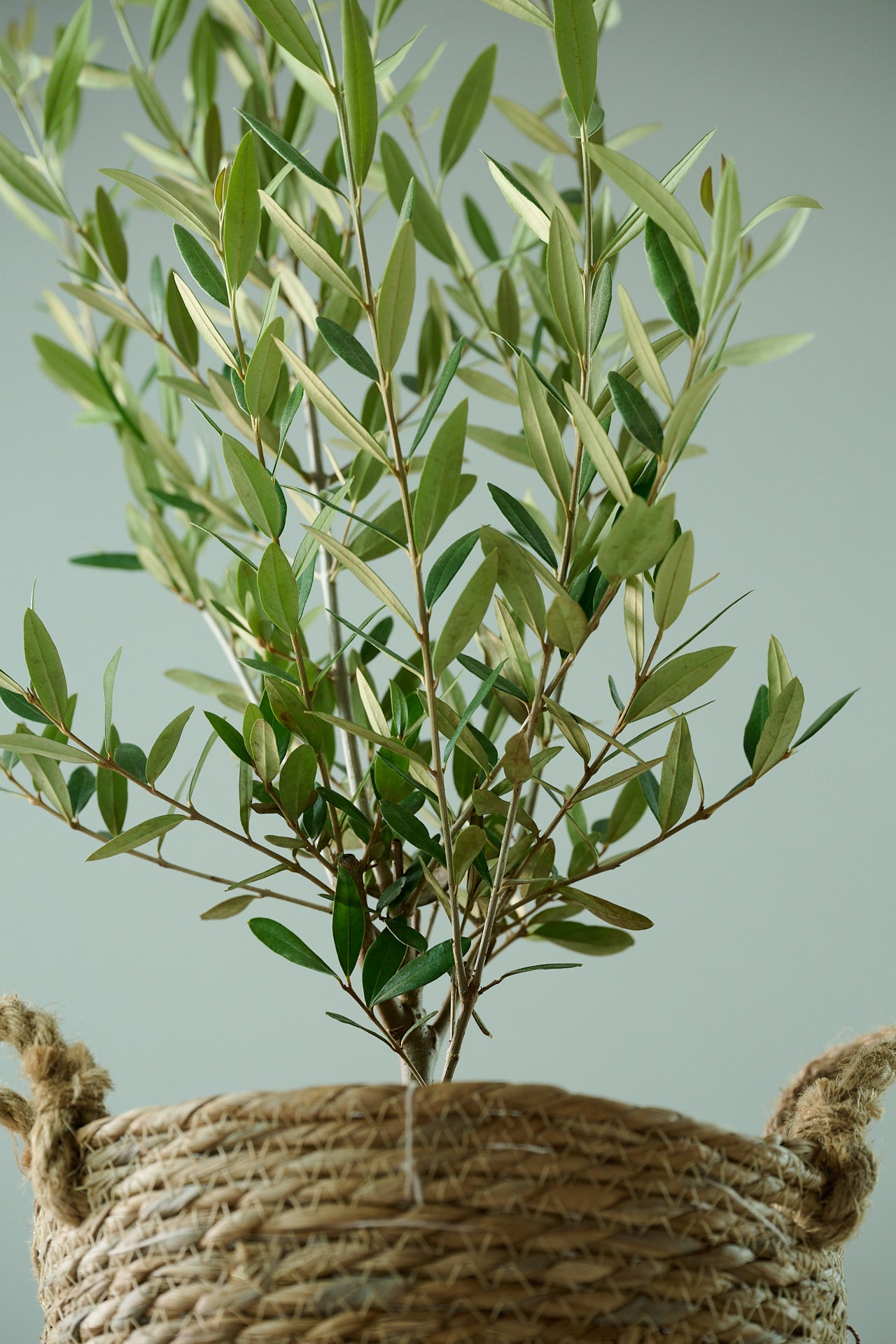 オリーブ（○号）＋カゴ（○号）