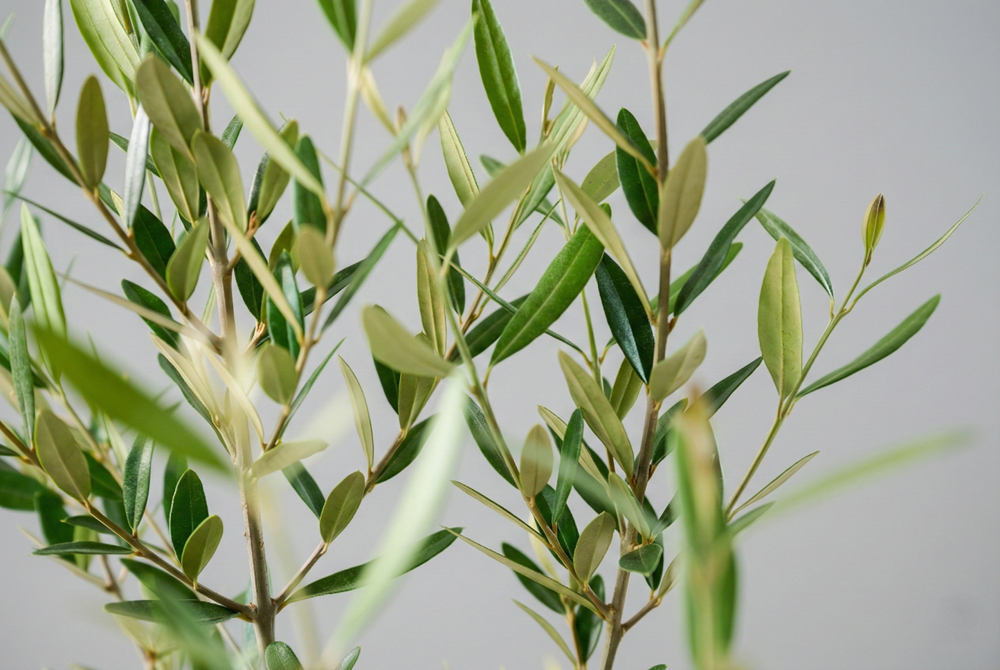 オリーブ（8号）＋カゴ（8号）