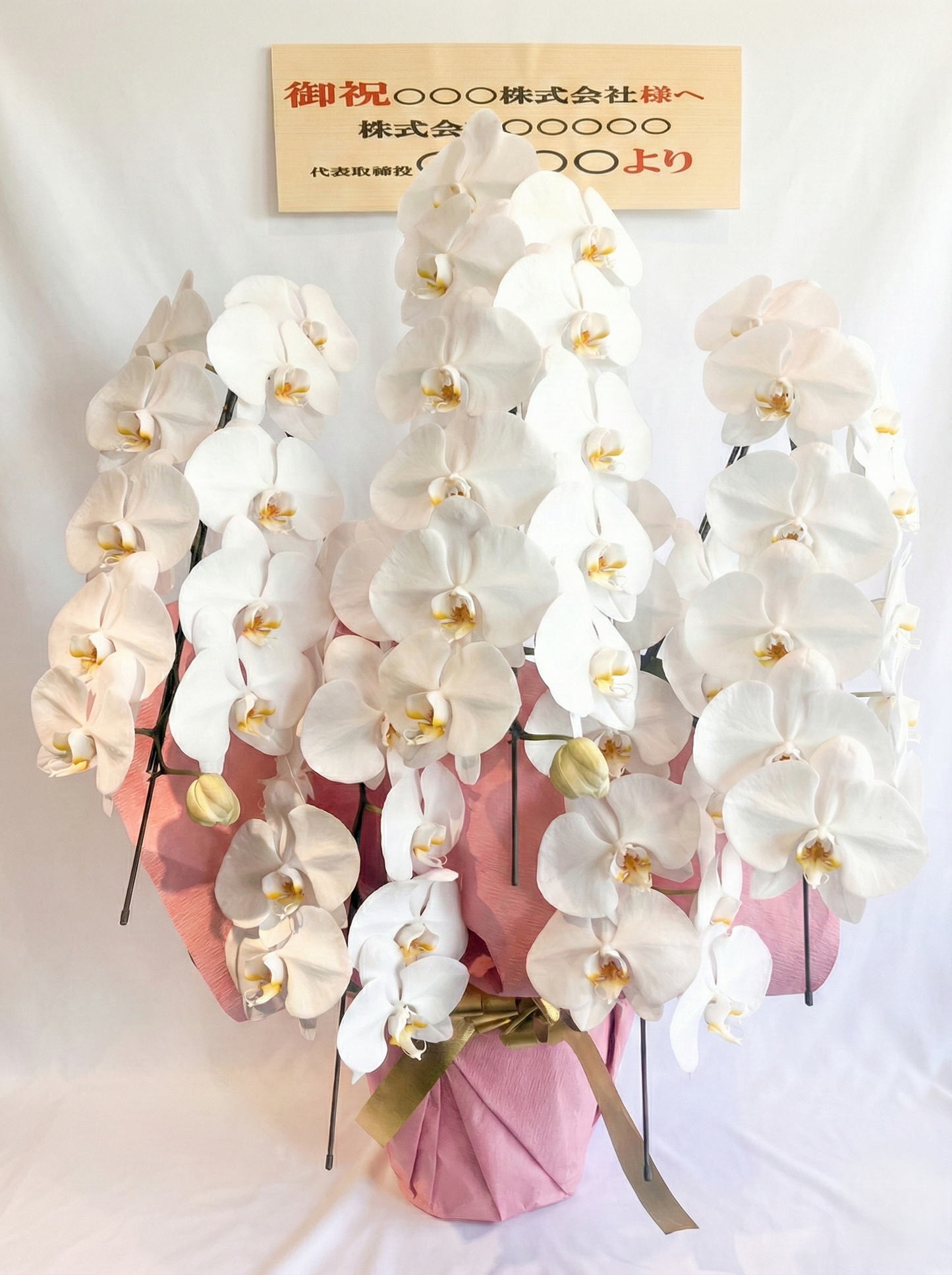 胡蝶蘭　白5本立ち（つぼみを含む50輪以上） オープン記念送料・立札無料