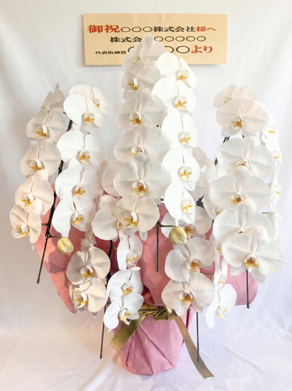 胡蝶蘭　白5本立ち（つぼみを含む50輪以上） オープン記念送料・立札無料