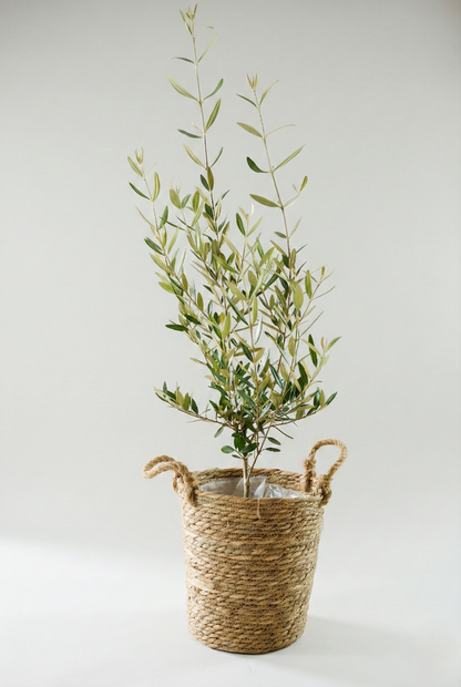 オリーブ（8号）＋カゴ（8号）