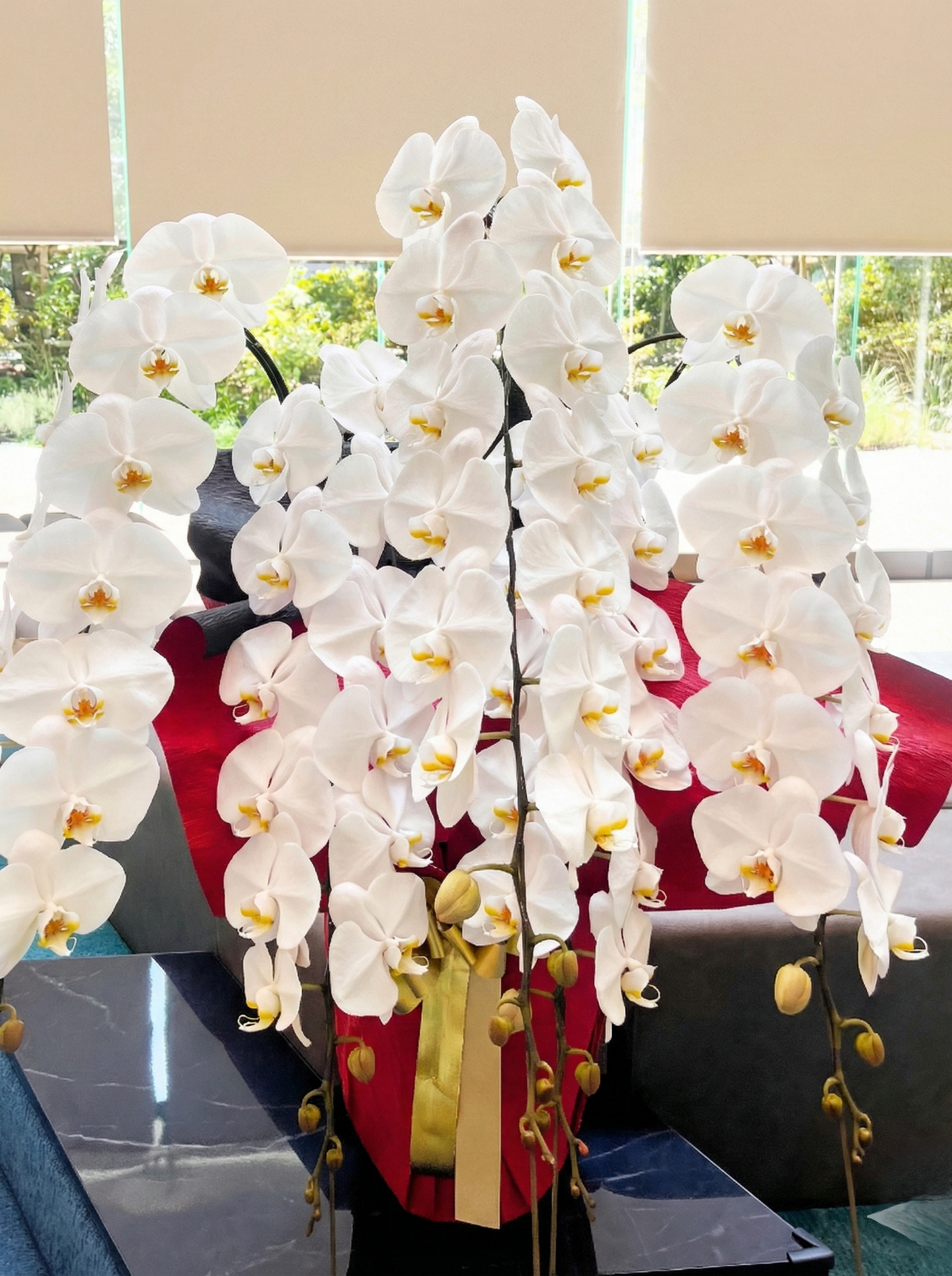 胡蝶蘭　白5本立ち（つぼみを含む50輪以上） オープン記念送料・立札無料