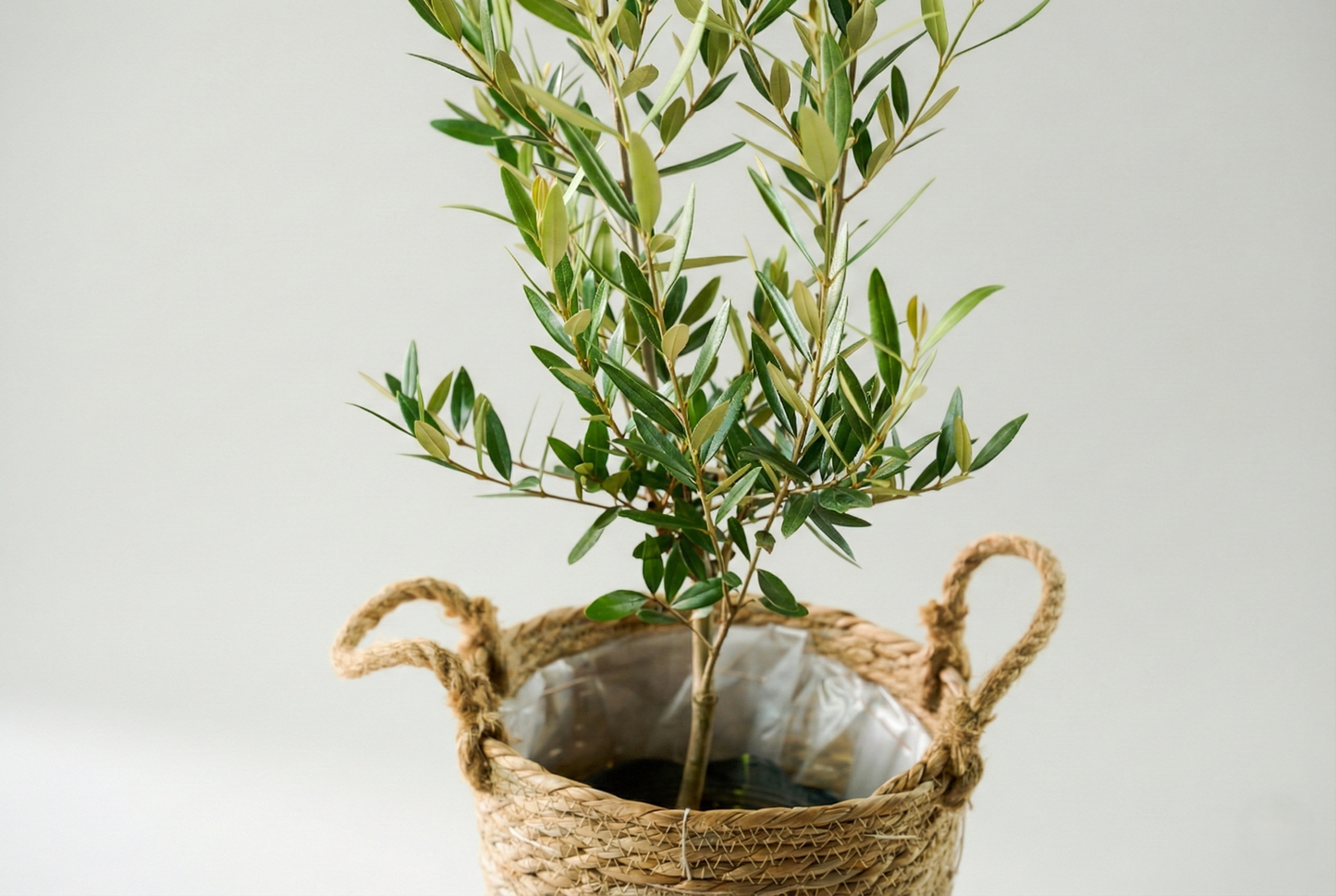 オリーブ（8号）＋カゴ（8号）