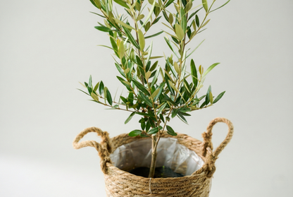 オリーブ（8号）＋カゴ（8号）