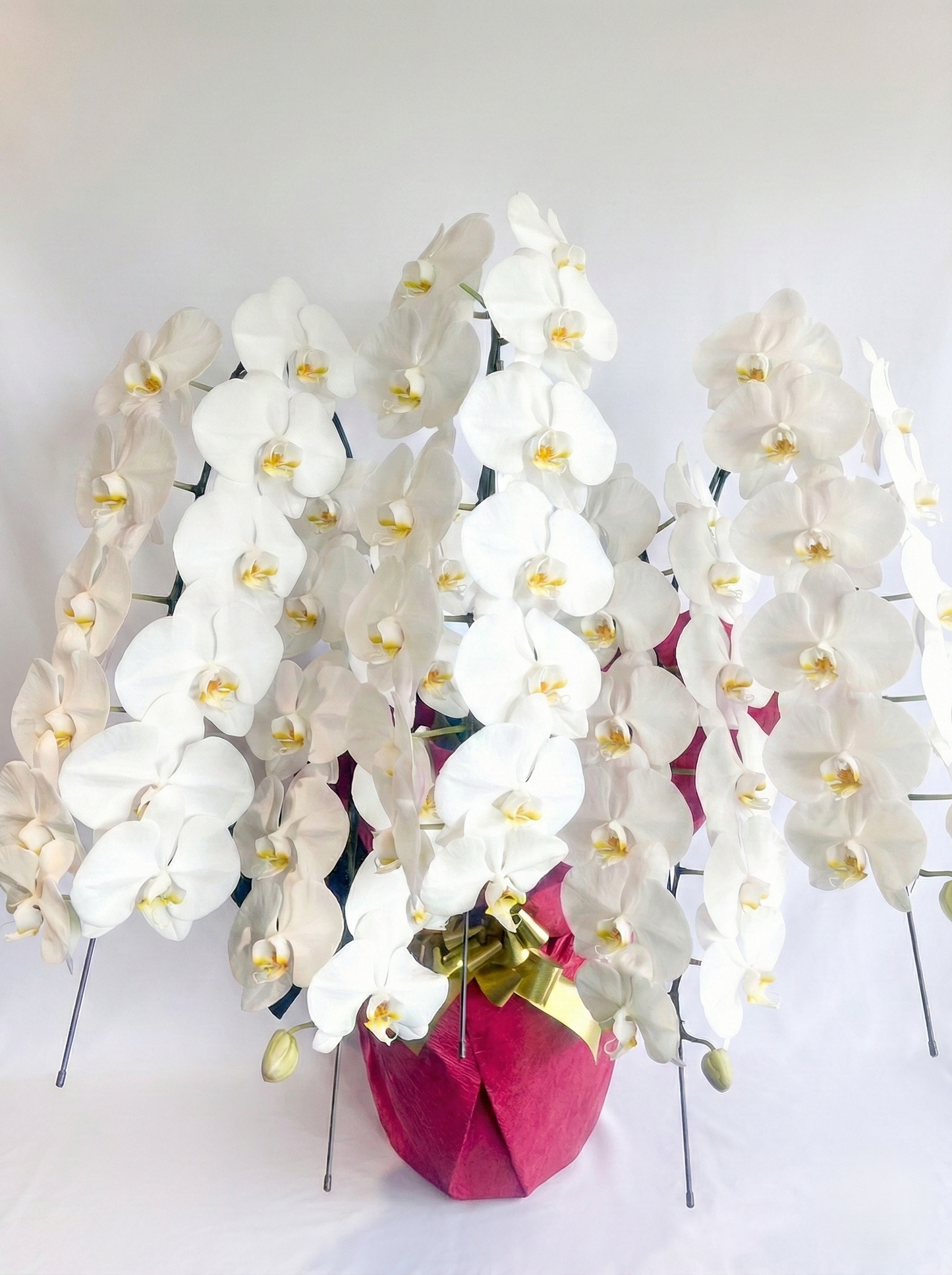 胡蝶蘭　白5本立ち（つぼみを含む50輪以上） オープン記念送料・立札無料