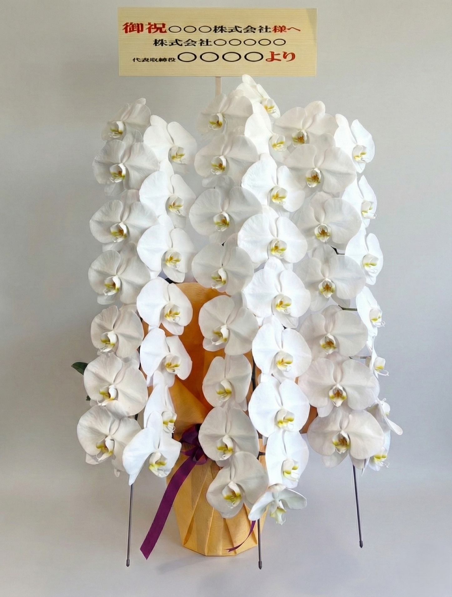 胡蝶蘭　白3本立ち（開花輪白30以上）オープン記念送料・立札無料