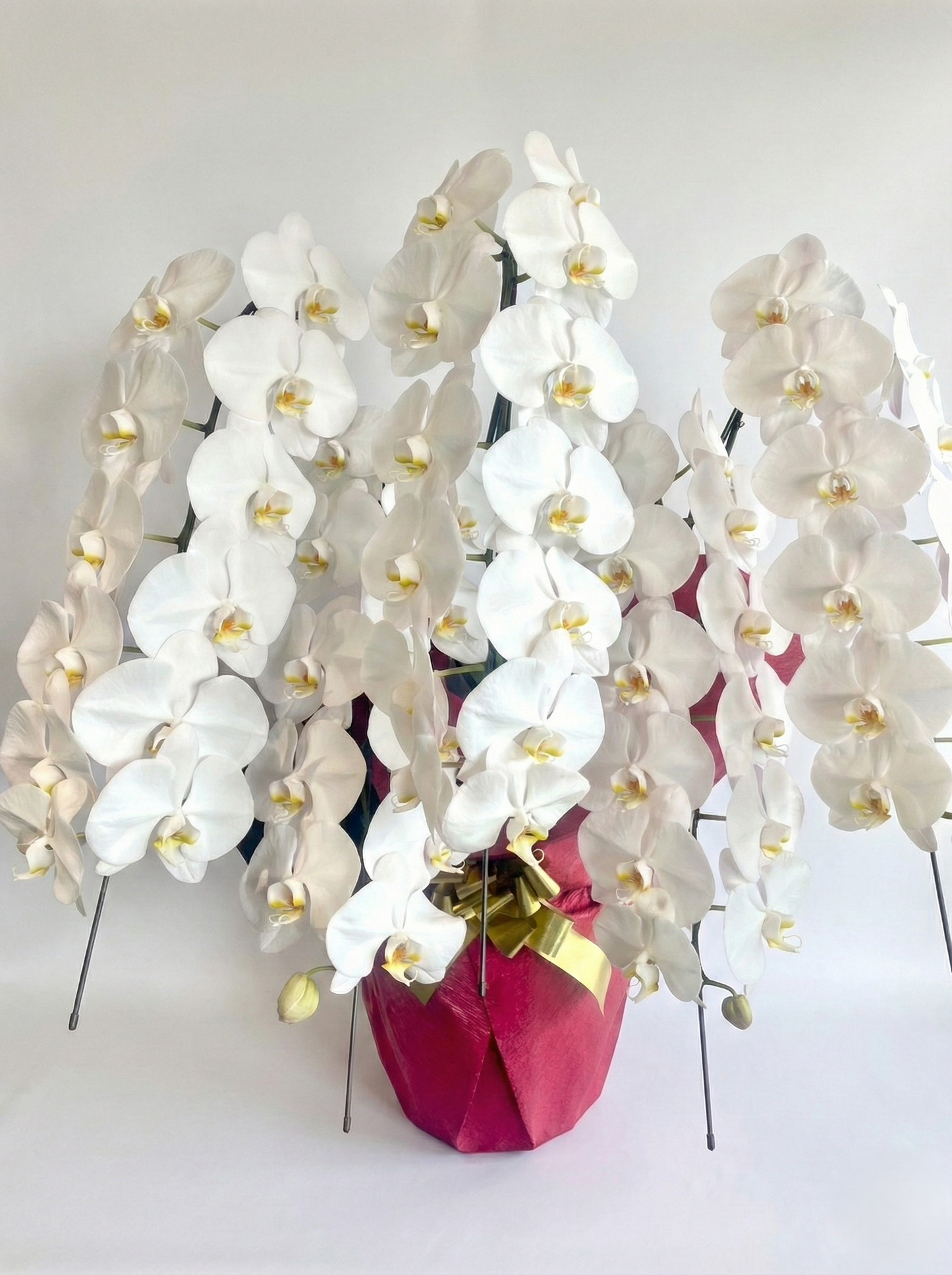 胡蝶蘭　白5本立ち（つぼみを含む50輪以上） オープン記念送料・立札無料