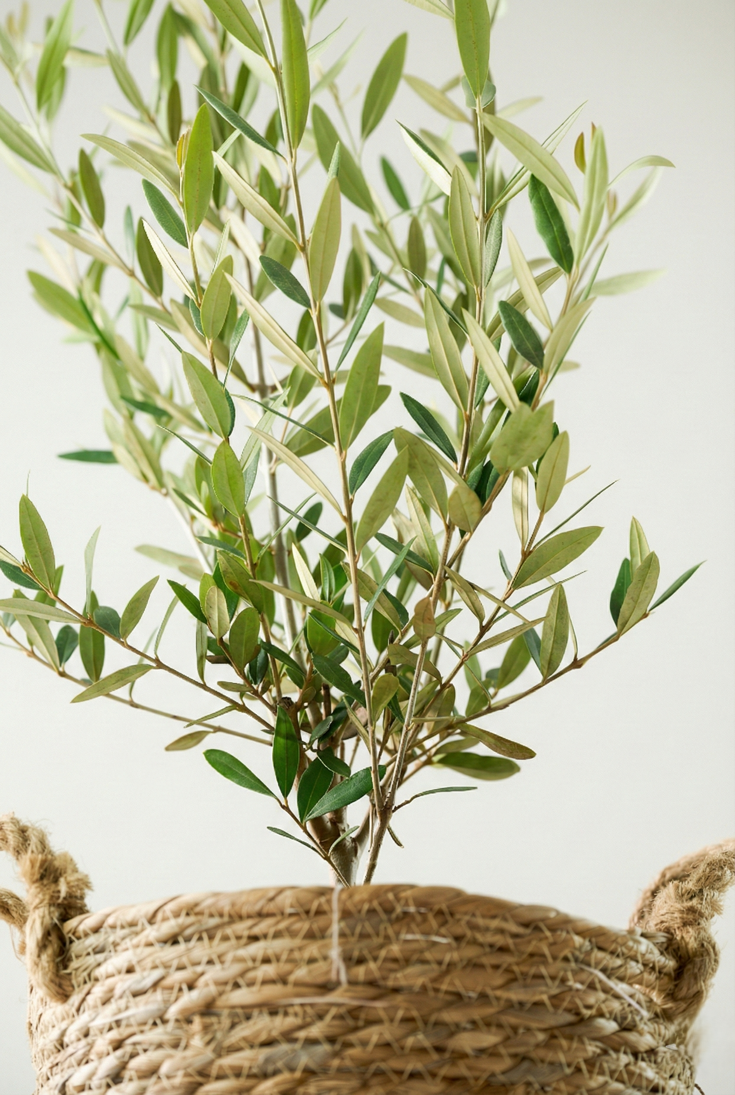 オリーブ（8号）＋カゴ（8号）