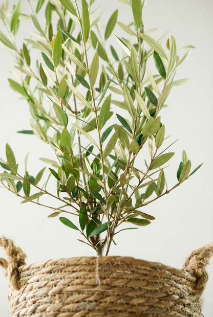 オリーブ（8号）＋カゴ（8号）