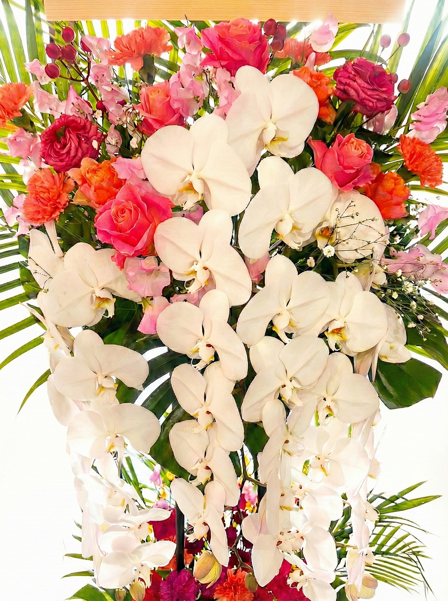 karin用スタンド 胡蝶蘭入り　オープン記念送料無料（大阪府内のみ）