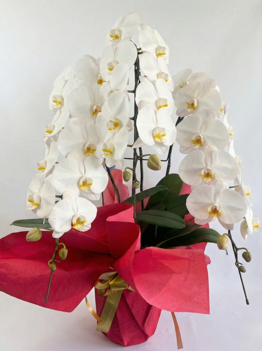 胡蝶蘭　白3本立ち（開花輪白24以上）オープン記念送料・立札無料