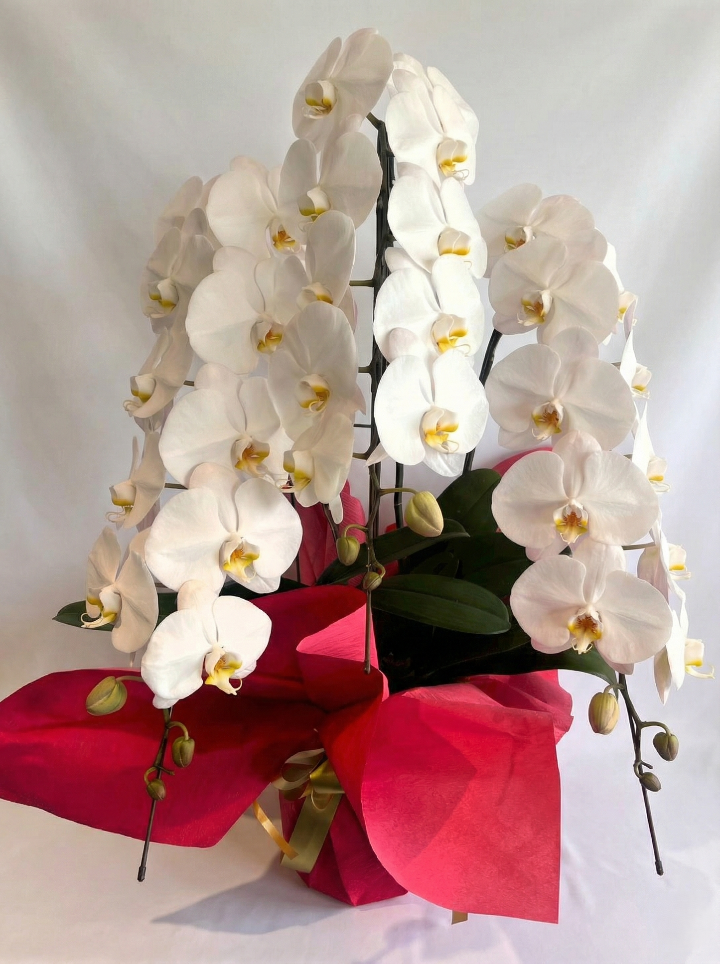 胡蝶蘭　白3本立ち（開花輪白24以上）オープン記念送料・立札無料