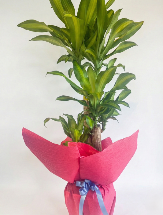 お任せギフト（株式会社スワン）