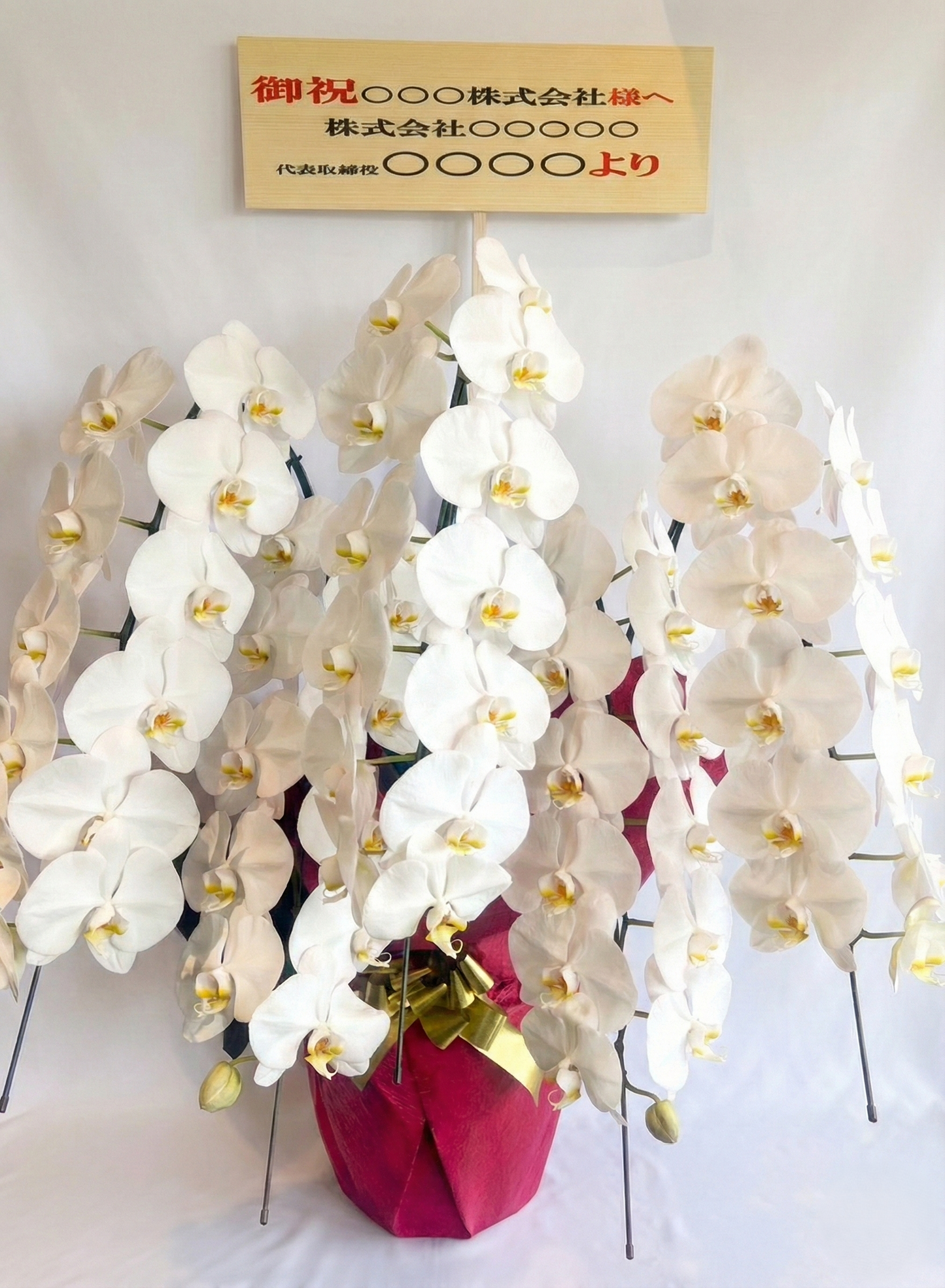 胡蝶蘭　白5本立ち（つぼみを含む50輪以上） オープン記念送料・立札無料