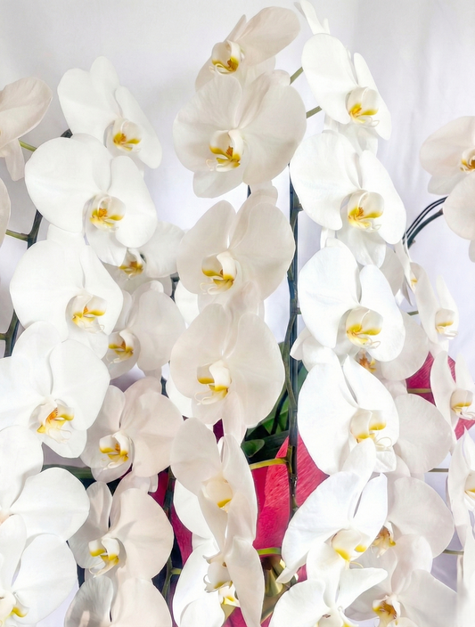 胡蝶蘭　白5本立ち（つぼみを含む50輪以上） オープン記念送料・立札無料