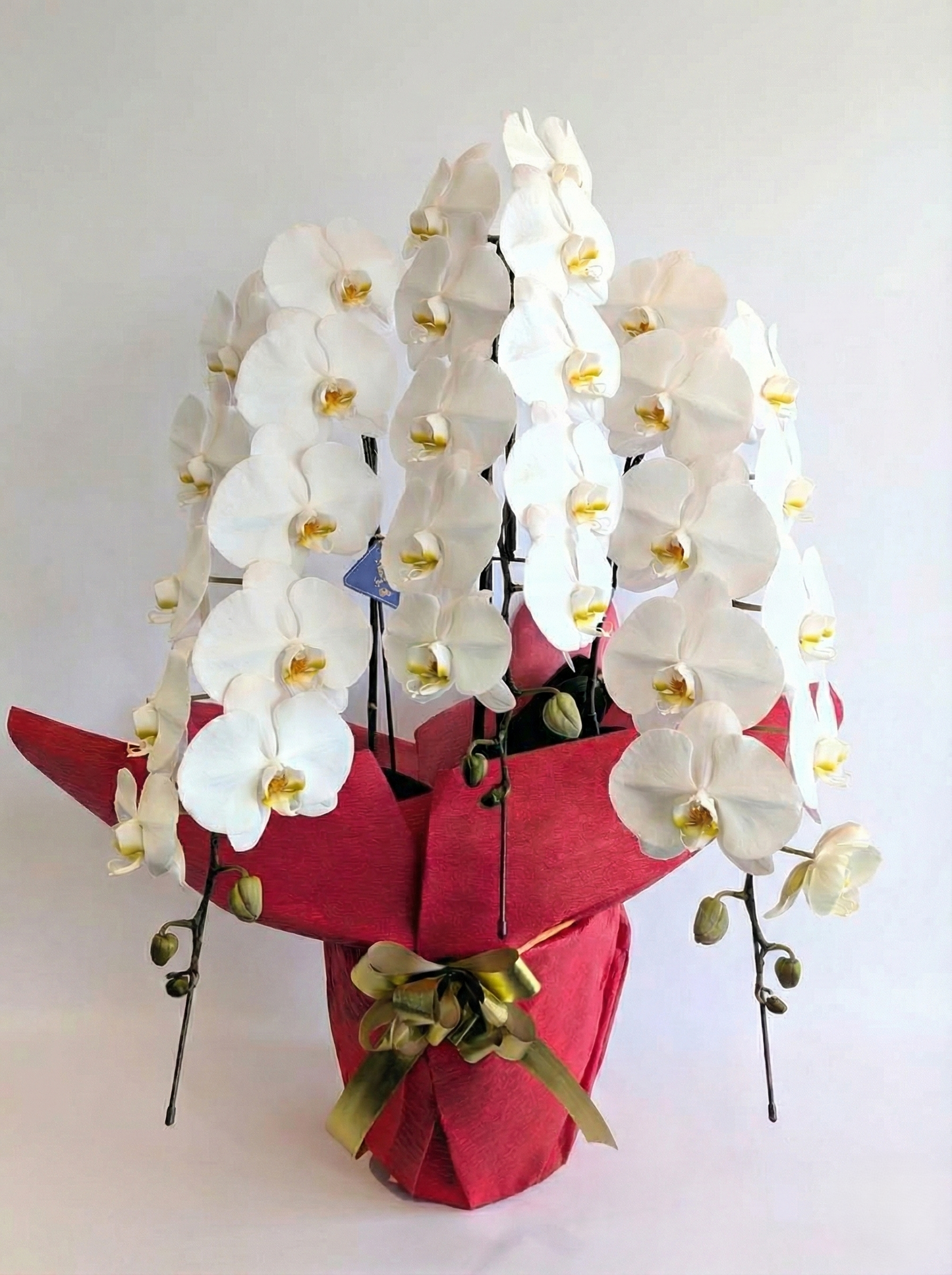 胡蝶蘭　白3本立ち（開花輪白24以上）オープン記念送料・立札無料