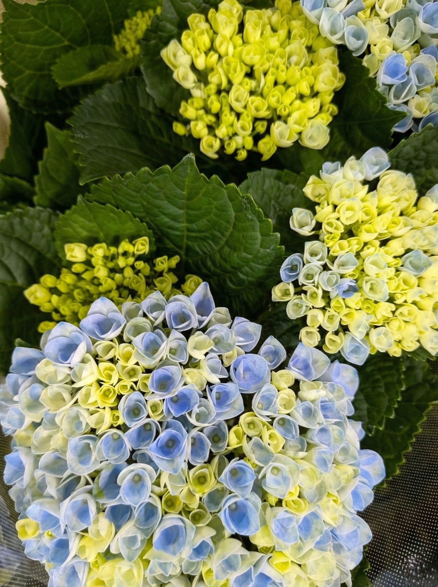 【母の日】マジカルレボリューション