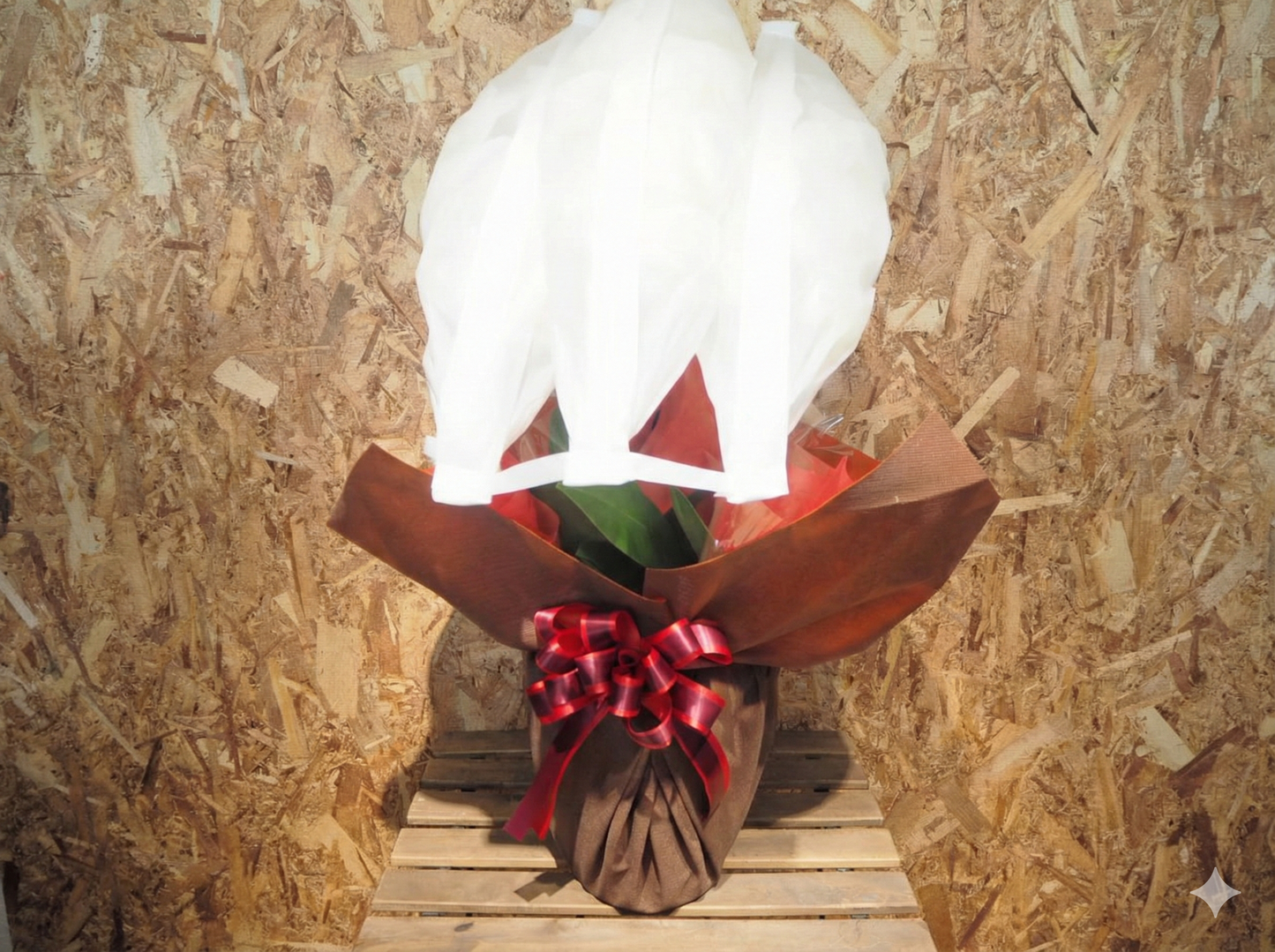 胡蝶蘭　白3本立ち　30輪〜35輪前後