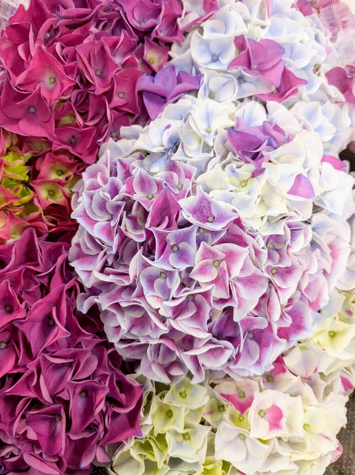 【母の日】ホットちぼりマーブル