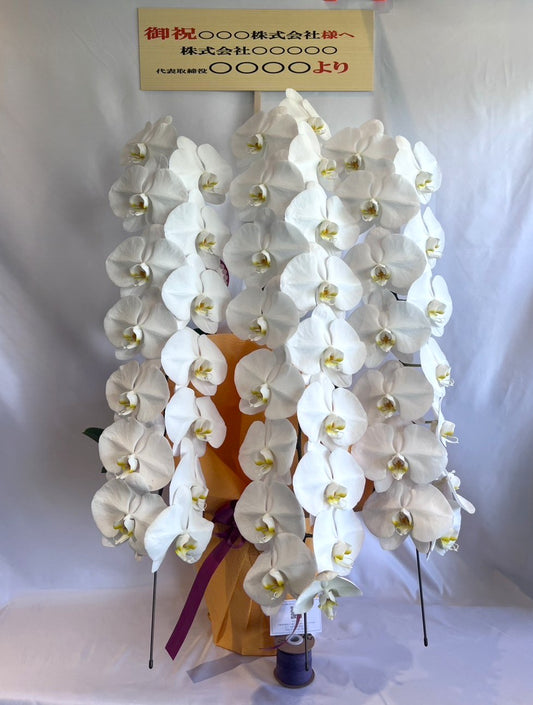 胡蝶蘭　白3本立ち（開花輪白30以上）オープン記念送料・立札無料